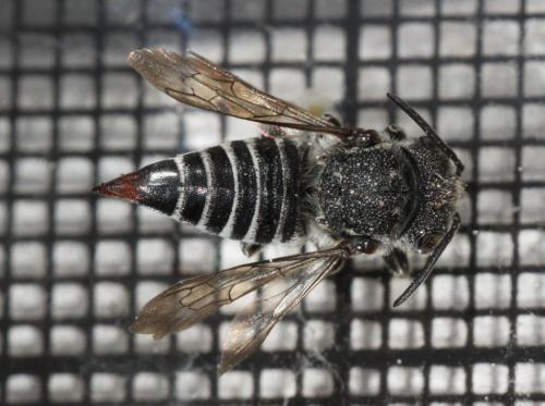 Réf. 209 453 : Coelioxys echinata